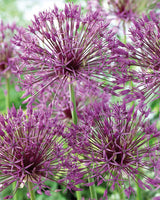 Prydløg, Allium 'Albopilosum' - 5 stk blomsterløg