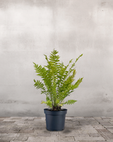 type=Ingen krukke/color=Ingen farve