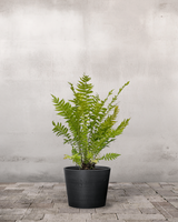 type=Greenify Udendørskrukke/color=Sort