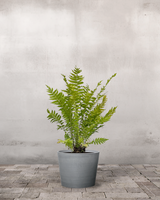 type=Greenify Udendørskrukke/color=Grå