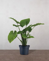 type=Ingen krukke/color=Ingen farve