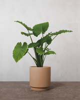 type=Simple krukke/color=Pale Terracotta