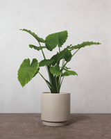 type=Simple krukke/color=Light Sand