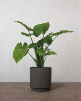 type=Simple krukke/color=Warm Black