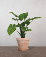 type=Terracotta krukke/color=Terracotta