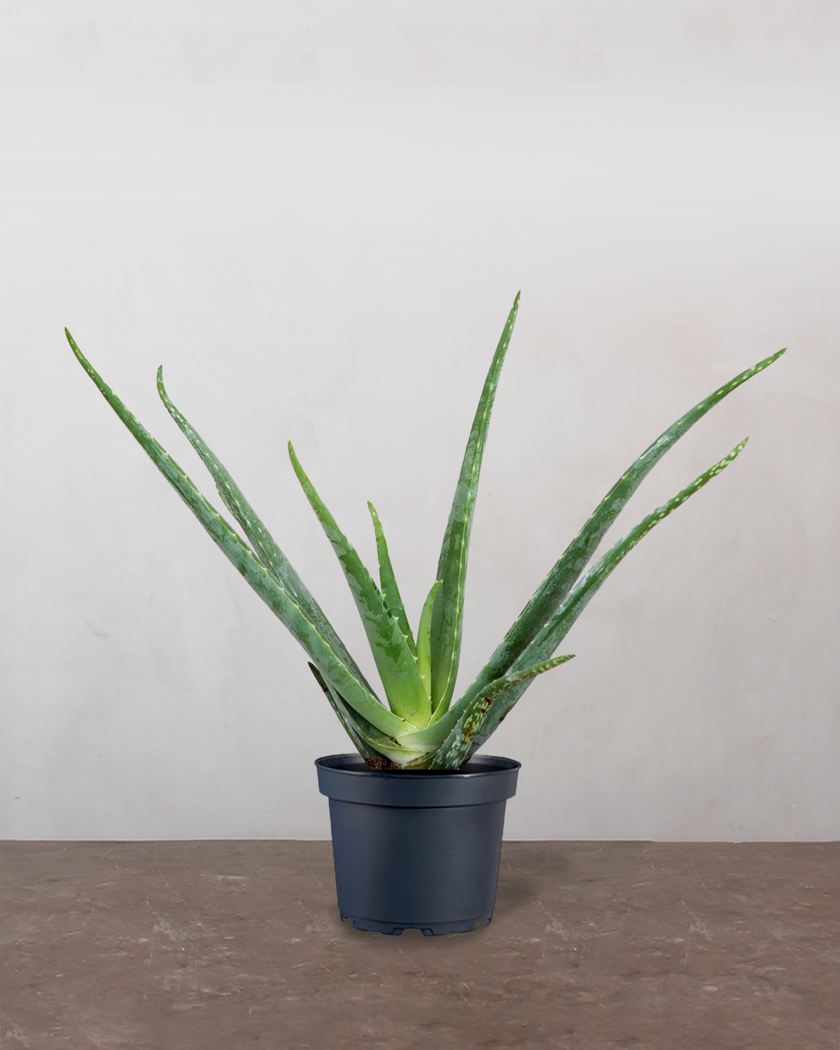 aloe vera plante køb Aloe Vera på 25-35 cm fra Greenify