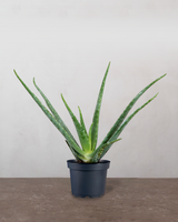 type=Ingen krukke/color=Ingen farve