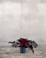 type=Ingen krukke/color=Ingen farve