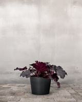 type=Greenify Udendørskrukke/color=Sort