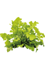 Alunrod 'Lime Marmalade' - 20-50 cm