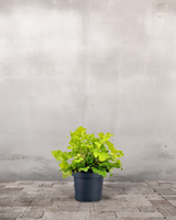 Alunrod, Heuchera 'Lime Marmalade' - 12 cm potte