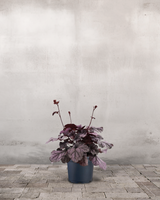 Alunrod, Heuchera 'Sugar Plum' – 12 cm potte