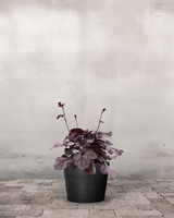 Alunrod, Heuchera 'Sugar Plum' – 12 cm potte