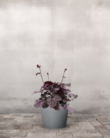 Alunrod, Heuchera 'Sugar Plum' – 12 cm potte