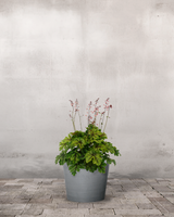 type=Greenify Udendørskrukke/color=Grå