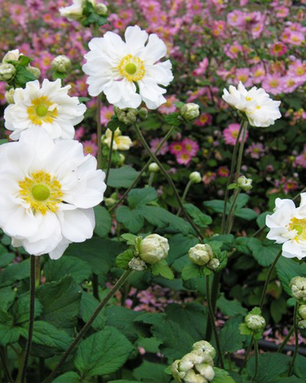 Anemone Japonica 'Whirlwind' - 1L Potte