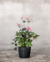 type=Greenify Udendørskrukke/color=Sort