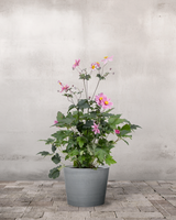 type=Greenify Udendørskrukke/color=Grå