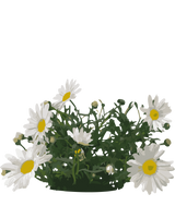 Gåseurt, Anthemis