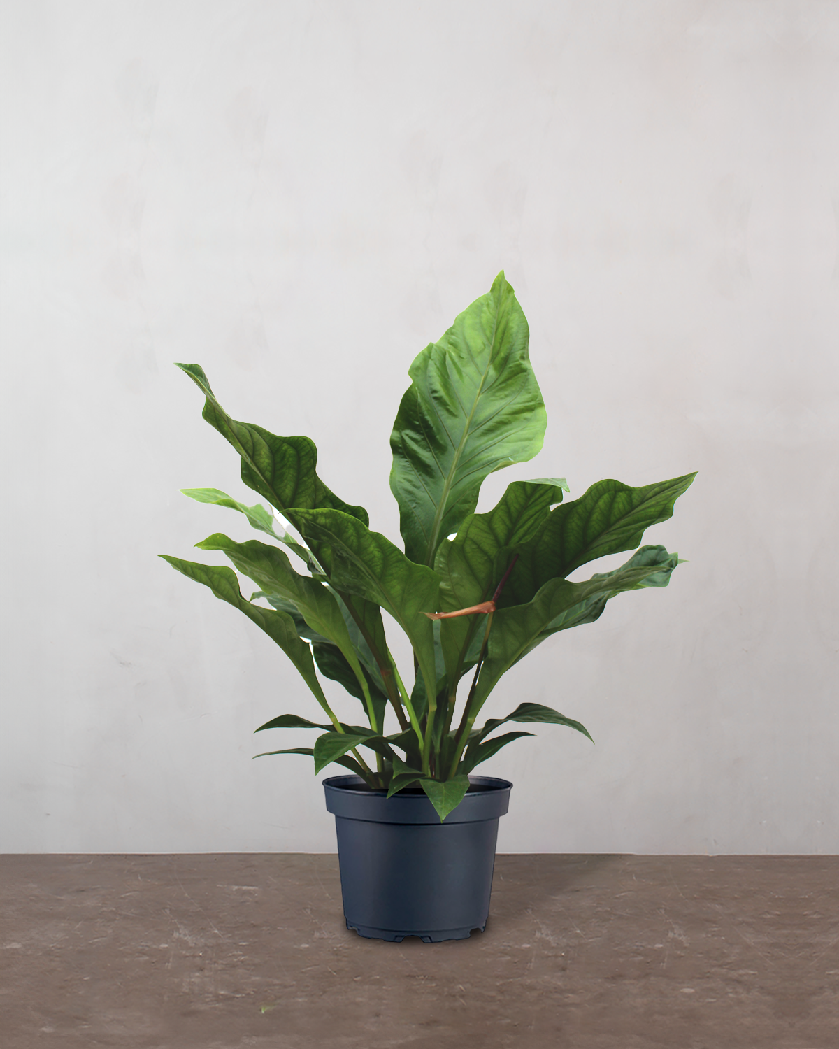 Anthurium Jungle King fra Greenify