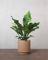 type=Simple krukke/color=Pale Terracotta