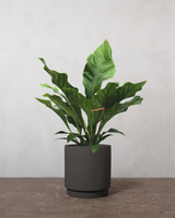 type=Simple krukke/color=Warm Black