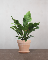 type=Terracotta krukke/color=Terracotta