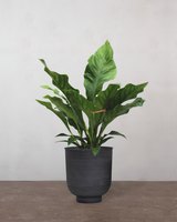 type=Vig krukke/color=Sort