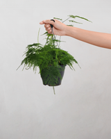 Slørasparges, Asparagus Setaceus - 40-60 cm