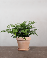 type=Terracotta krukke/color=Terracotta