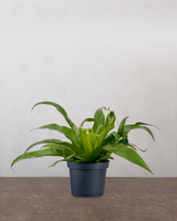 type=Ingen krukke/color=Ingen farve