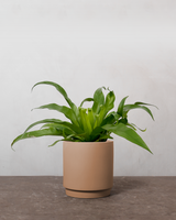 type=Simple krukke/color=Pale Terracotta