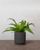 type=Simple krukke/color=Warm Black