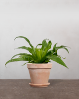 type=Terracotta krukke/color=Terracotta