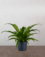 type=Ingen krukke/color=Ingen farve