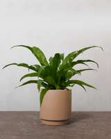 type=Simple krukke/color=Pale Terracotta