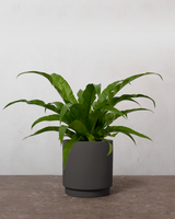 type=Simple krukke/color=Warm Black