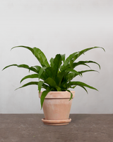 type=Terracotta krukke/color=Terracotta