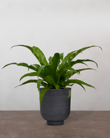 type=Vig krukke/color=Sort