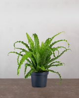 type=Ingen krukke/color=Ingen farve