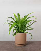 type=Simple krukke/color=Pale Terracotta