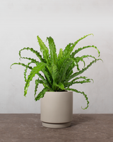 type=Simple krukke/color=Light Sand