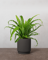 type=Simple krukke/color=Warm Black