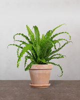 type=Terracotta krukke/color=Terracotta