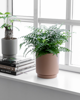 Asplenium Parvati - 40-60 cm