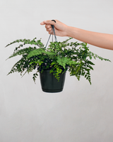 Asplenium Parvati - 40-60 cm