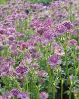 Stjerneskærm, Astrantia Roma - 12 cm potte