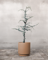 type=Simple krukke/color=Pale Terracotta