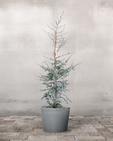 type=Greenify Udendørskrukke/color=Grå