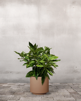 type=Simple krukke/color=Pale Terracotta